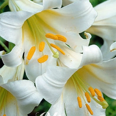 Trumpetlilja-Lilium Regale 2-pack